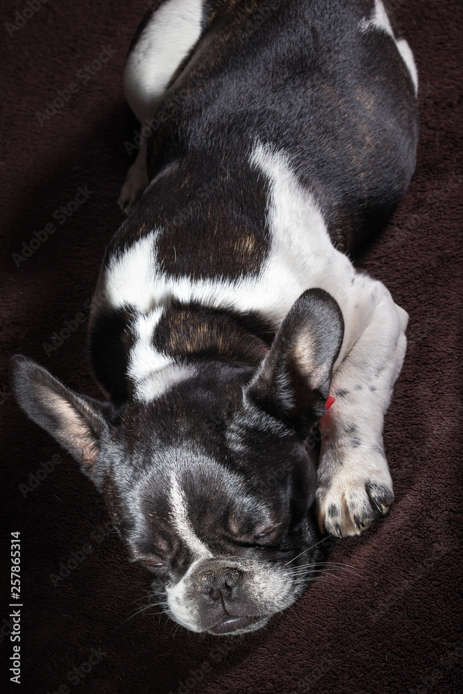 Portrait picture of a French Bulldog puppy who is who lies on the bed