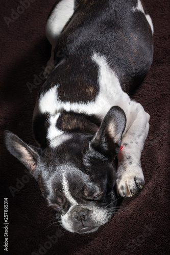 Fototapeta Naklejka Na Ścianę i Meble -  Portrait picture of a French Bulldog puppy who is who lies on the bed
