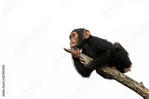 Fotografiet chimpanzee on a branch, isolated with white background