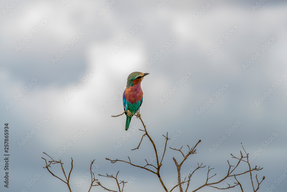 bird bird