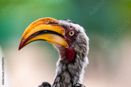bird"Southern yellow-billed hornbill", South africa © Fly_and_Dive