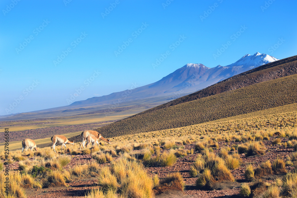 Altiplanic landscape with alpacas