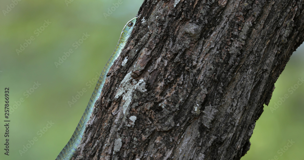 Boomslang snake in a tree, South Africa Boomslang snake in a tree, South Africa