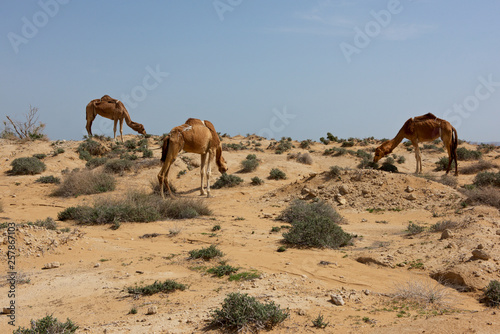 three camels eating dry grass in the desert with blue sky background