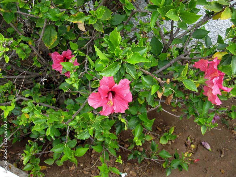 Canarias