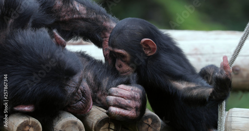 chimpanzee with his child , South Africa