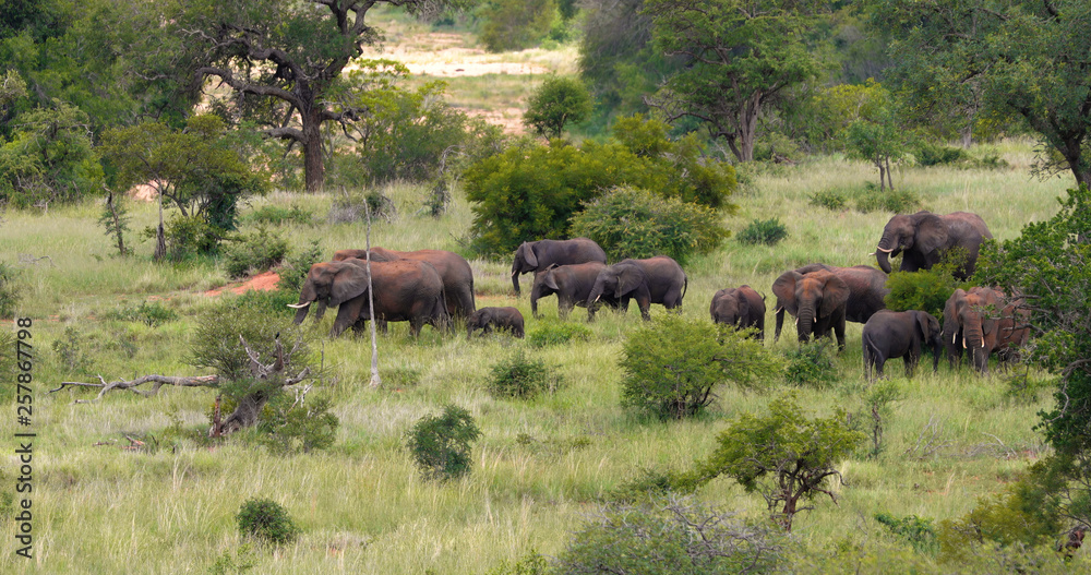 herd of elephant in the savannah, park kruger south africa herd of elephant in the savannah, park kruger south africa