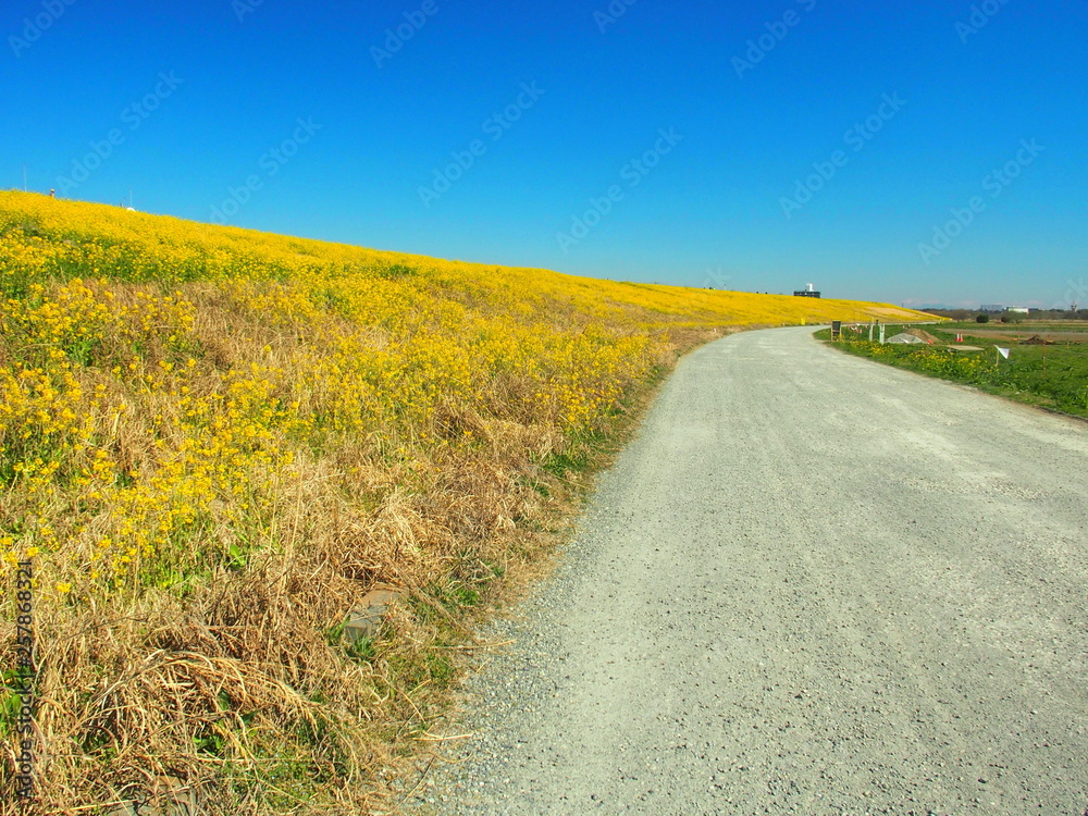 Naklejka premium 菜の花咲く土手と砂利道風景