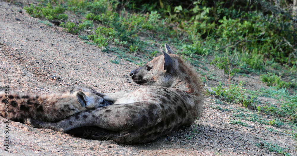 hyena in the kruger park during a photo safari, South Africa hyena in the kruger park during a photo safari, South Africa