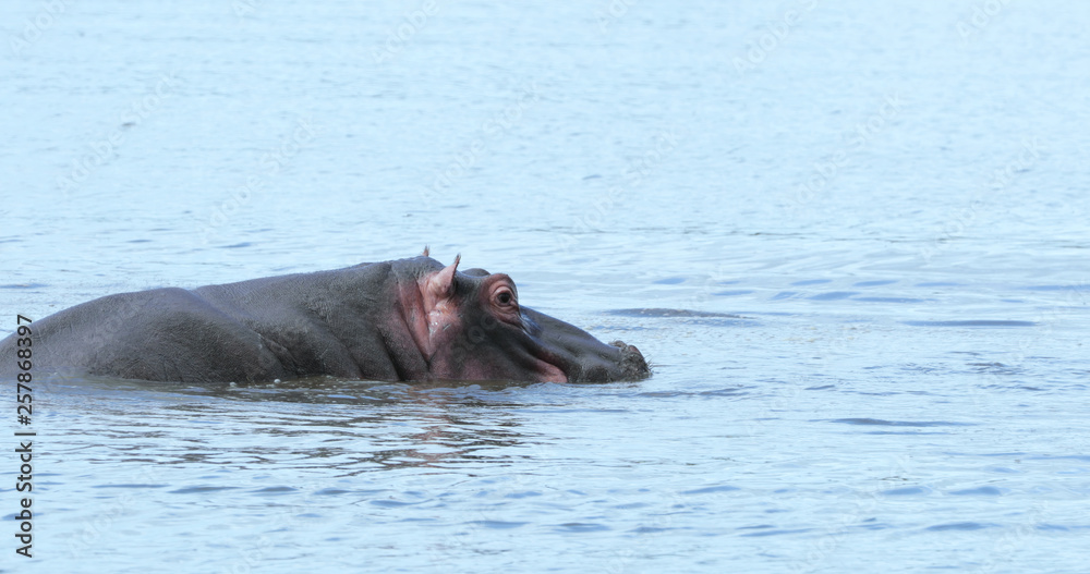 Fototapeta premium hippopotamus in the water, park kruger south africa