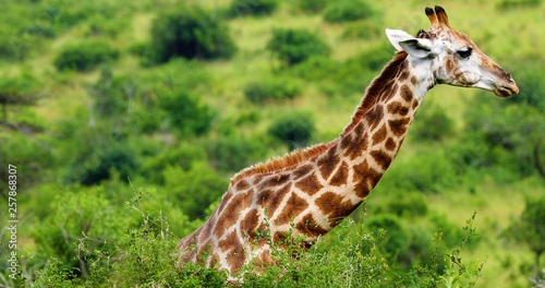 giraffe in the savannah  park kruger south africa