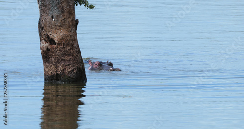 hippopotamus in the water, park kruger south africa