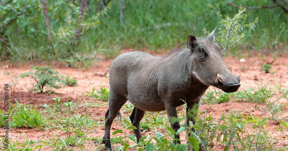 Fototapeta premium warthog in the savannah, park kruger south africa
