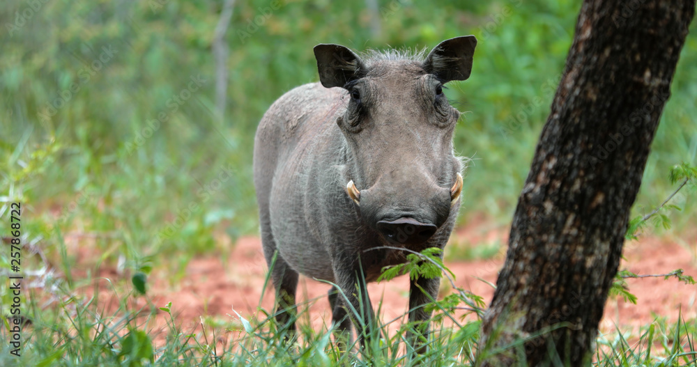 warthog in the savannah, park kruger south africa warthog in the savannah, park kruger south africa