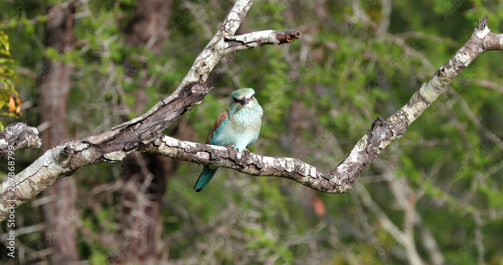 bird bird