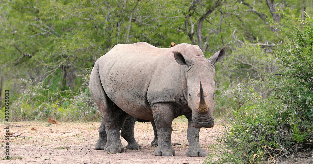Fototapeta premium rhinoceros in kruger park in south africa