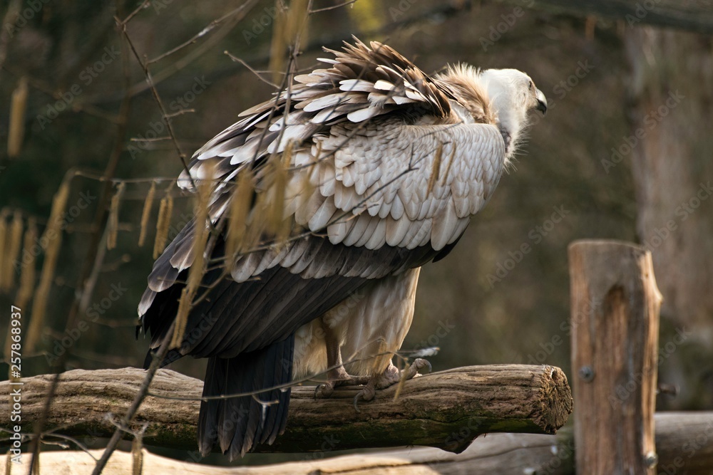 Griffon vulture, gyps fulvus in zoo Griffon vulture, gyps fulvus in zoo