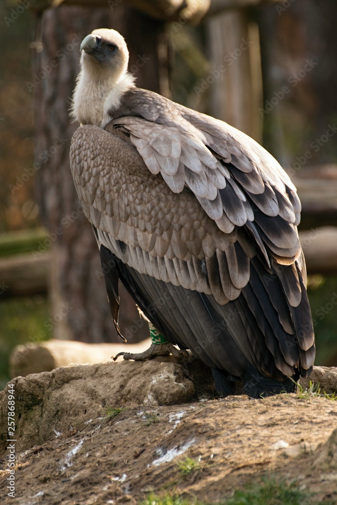 Griffon vulture, gyps fulvus in zoo Griffon vulture, gyps fulvus in zoo
