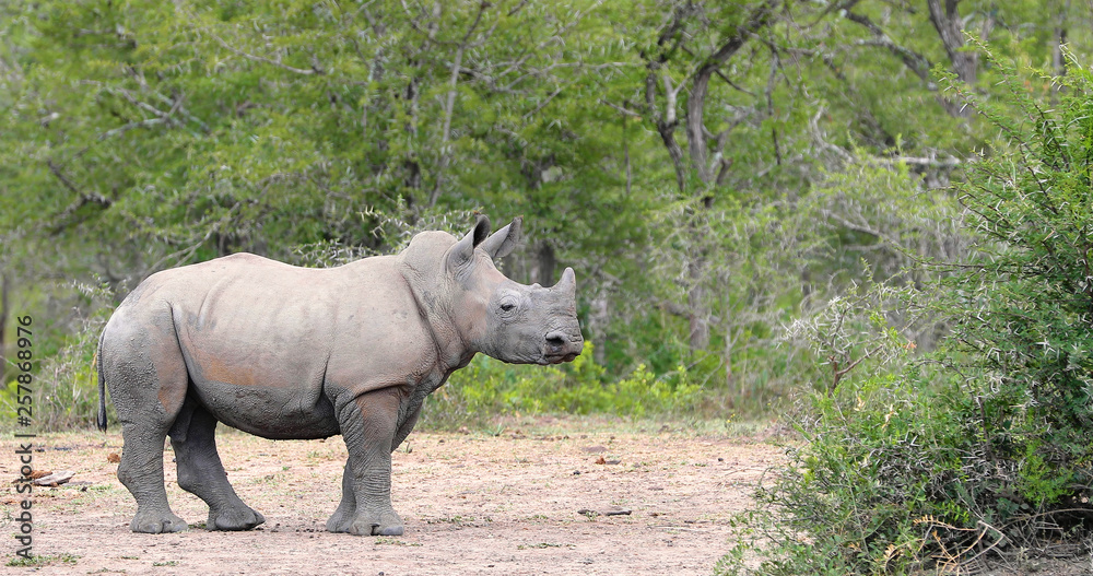 Fototapeta premium rhinoceros with young rhinoceros in kruger park in south africa