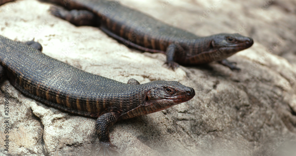 lizard lizard