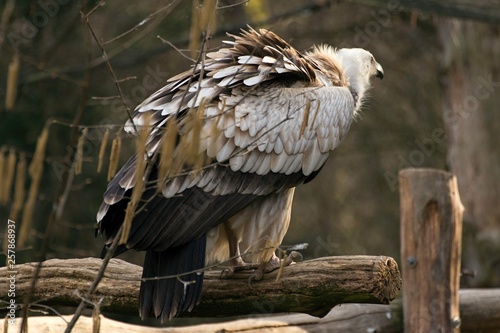 Griffon vulture, gyps fulvus in zoo