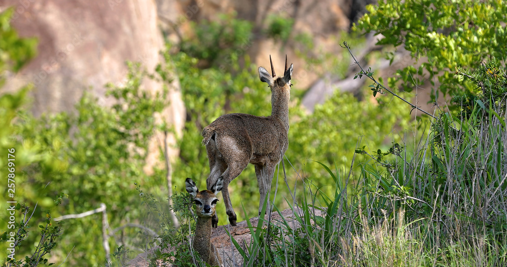 little antelope little antelope