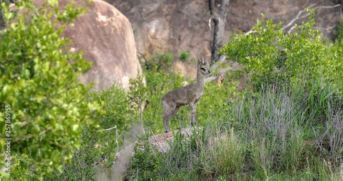 little antelope 