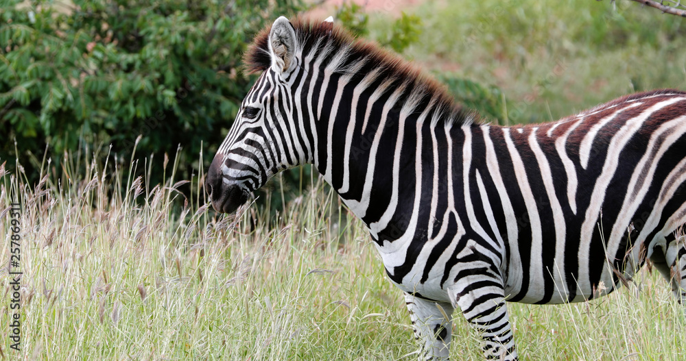 zebras in the savannah in south africa zebras in the savannah in south africa
