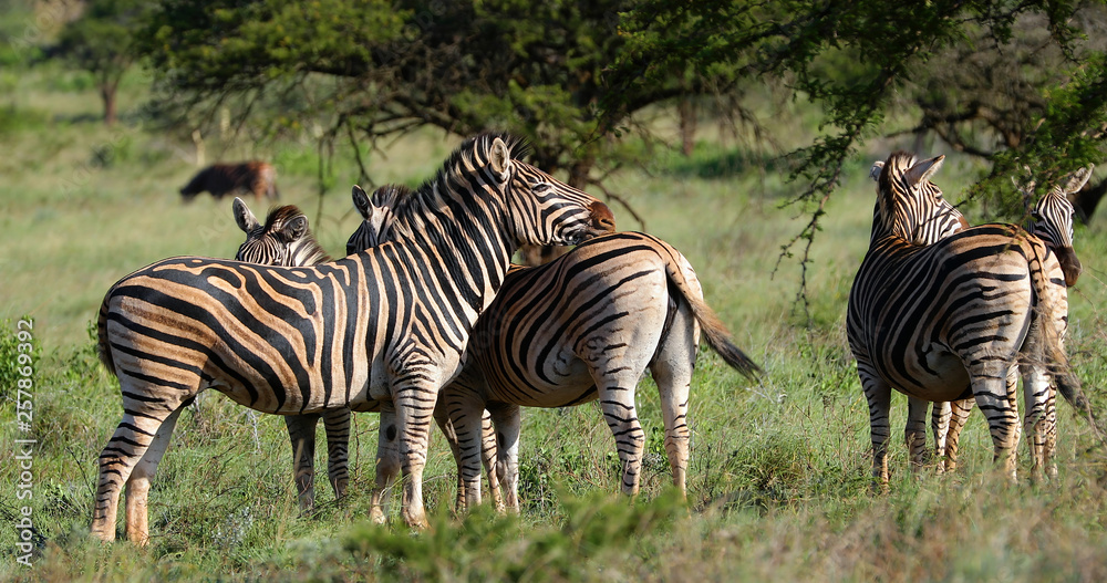 Obraz premium zebras in the savannah in south africa