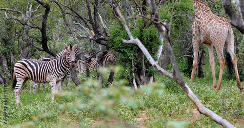 zebras in the savannah in south africa