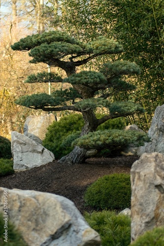 Japanese garden with beautiful trees