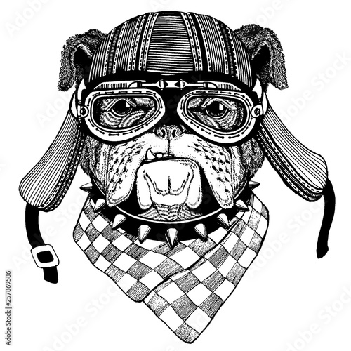 Bulldog Wild biker animal wearing motorcycle helmet. Hand drawn image for tattoo, emblem, badge, logo, patch, t-shirt.