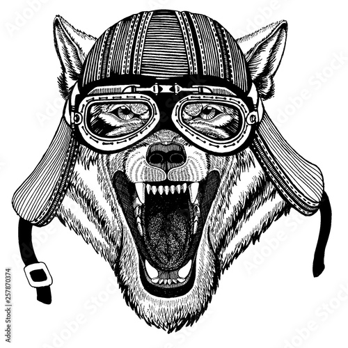 Wolf, dog wild biker animal wearing motorcycle helmet. Hand drawn image for tattoo, emblem, badge, logo, patch, t-shirt.