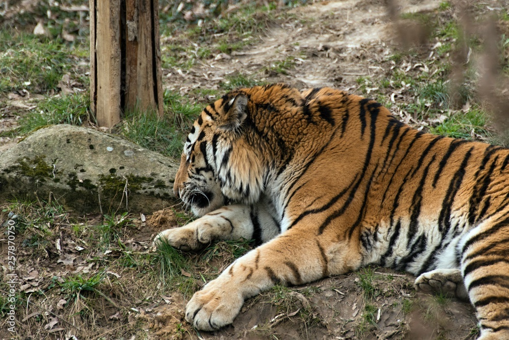 Siberian Tiger Panthera tigris altaica