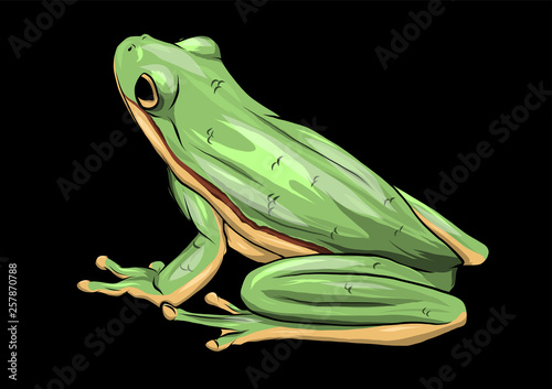 illustration a cartoon Green Frog drawing vector photo