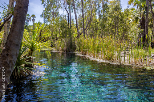 mataranka hot springs in waterhouse river, mataranka, northern territory, australia,