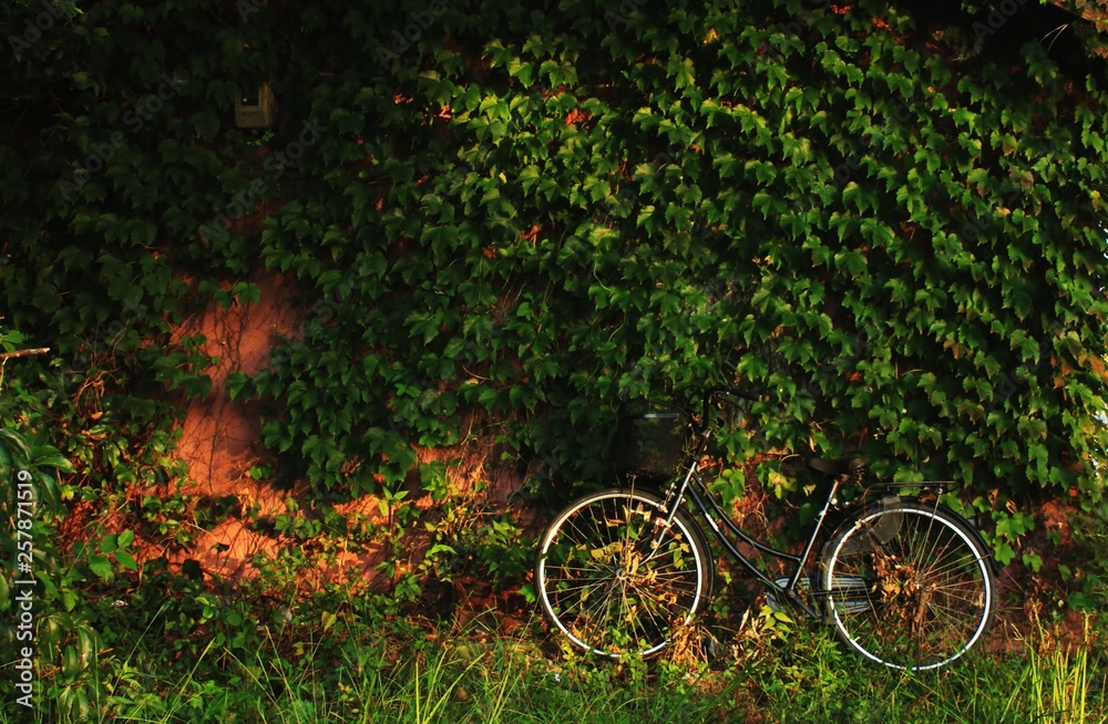壁の蔦の葉の群生と自転車です