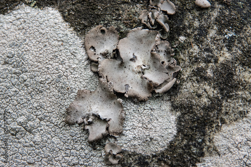 Stippleback Lichen Growing on Rock in Winter photo