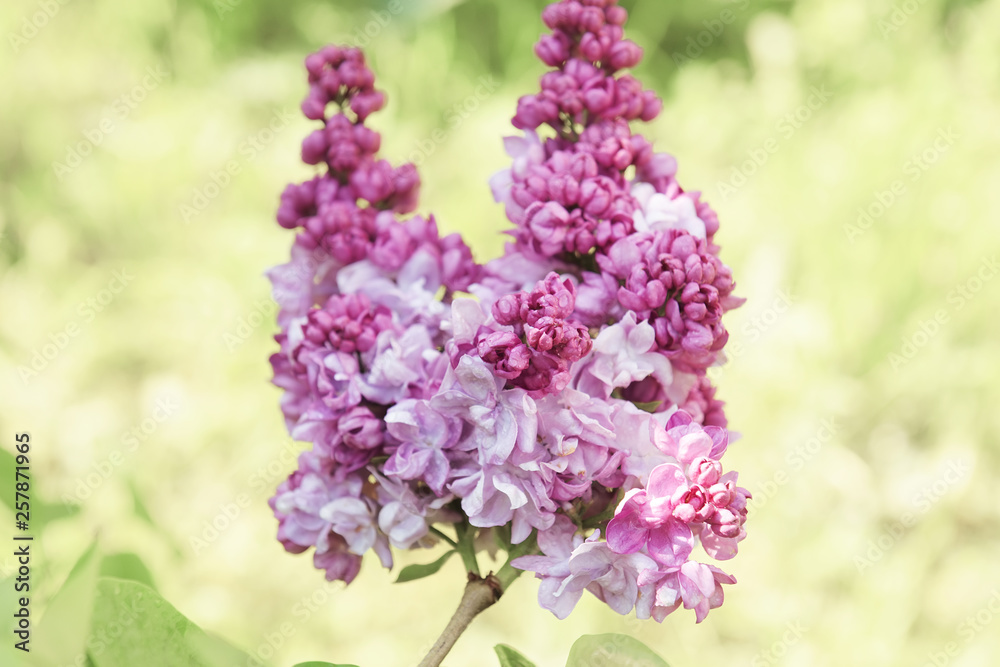 Obraz premium Lush lilac bloom in the spring sunny garden. Close-up.