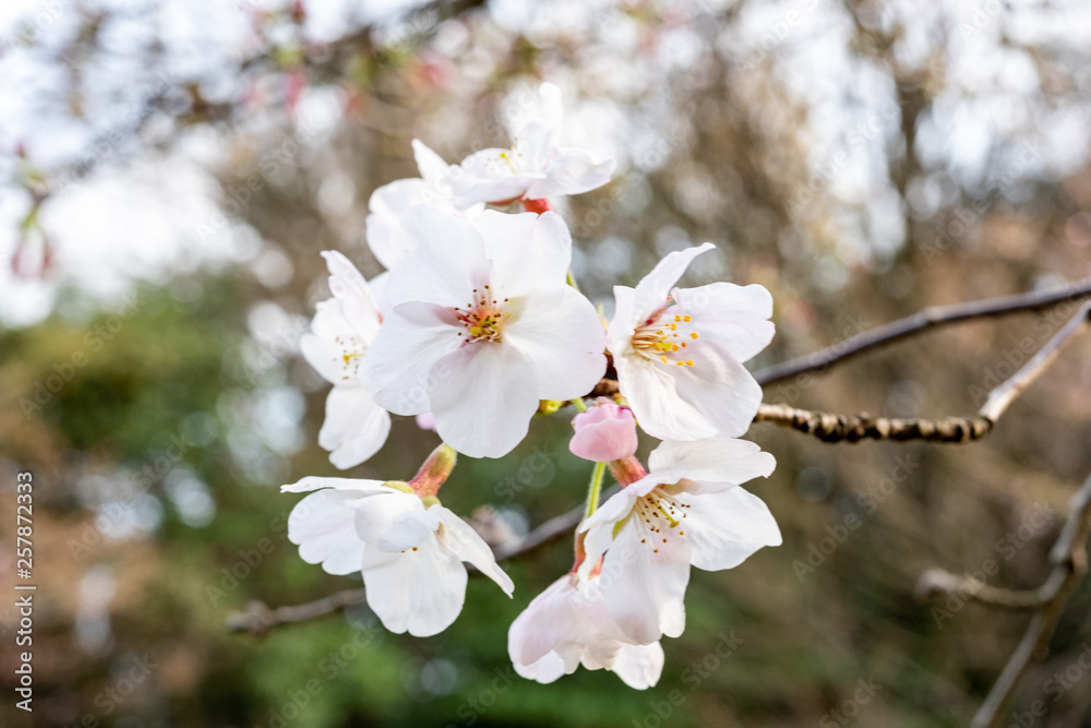 sakura