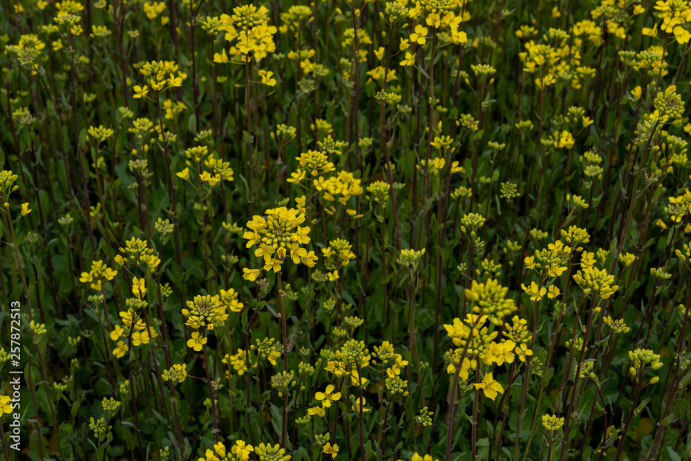 Fototapeta premium 花畑