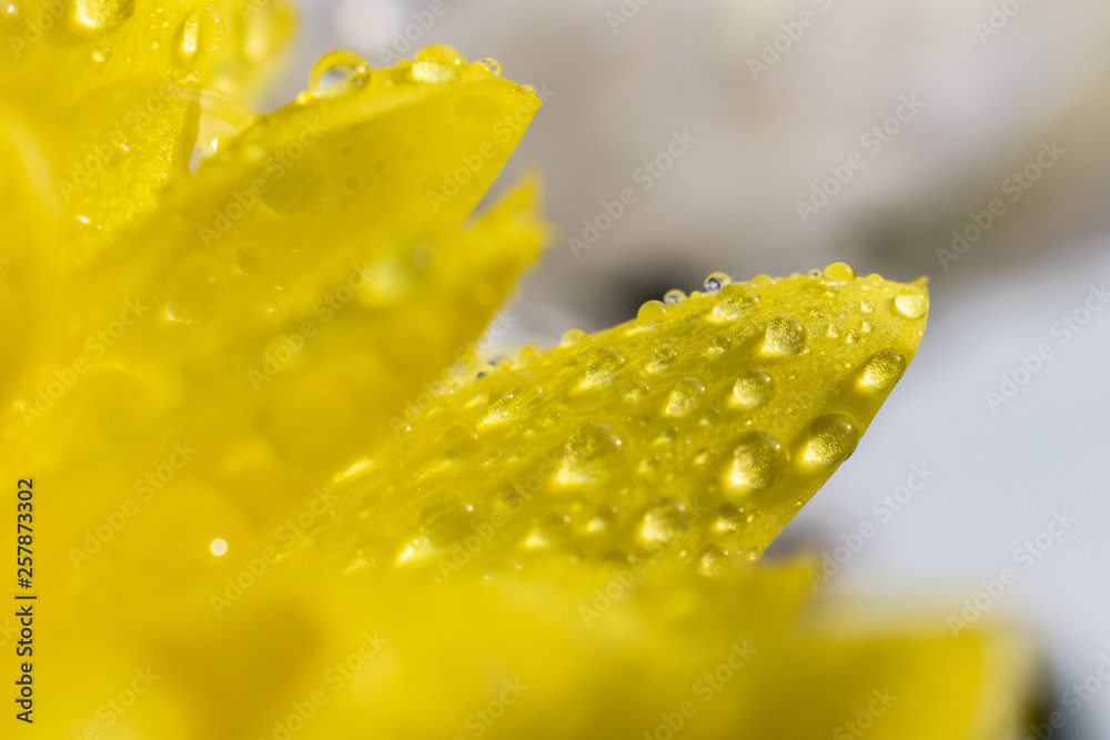 Yellow flower petals closeup in drops of water. A bright sunny image is suitable as a background on the themes of flowers, flora.