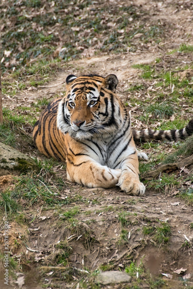 Siberian Tiger Panthera tigris altaica