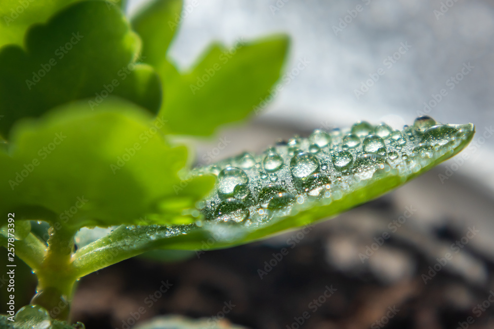 Bright green leaf closeup in drops of water. The image is suitable as a background on the theme of ecology, environment, garden, spring, summer. Bright green leaf closeup in drops of water. The image is suitable as a background on the theme of ecology, environment, garden, spring, summer.