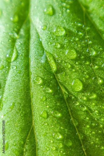 Bright green leaf closeup in drops of water. The image is suitable as a background on the theme of ecology, environment, garden, spring, summer.