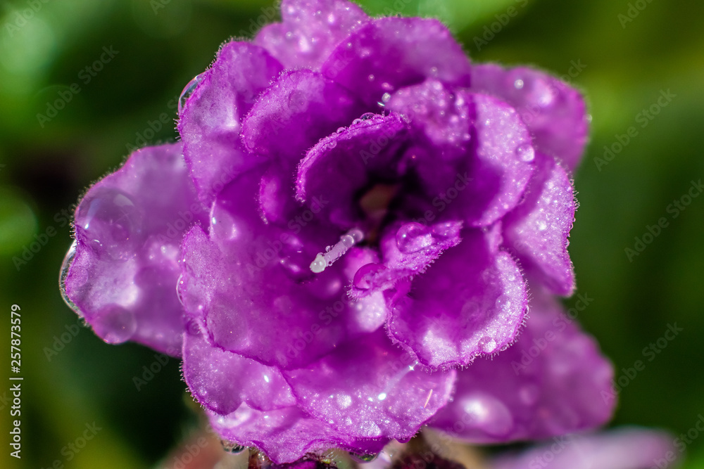 Small violet flower close-up in water drops. A bright sunny image is suitable as a background on the themes of flowers, flora. Small violet flower close-up in water drops. A bright sunny image is suitable as a background on the themes of flowers, flora.