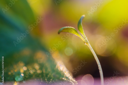 Small sprout close up. A bright sunny image is suitable as a background on the themes of ecology, environment, garden, flora.