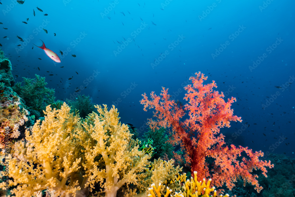Obraz premium Coral reefs and water plants in the Red Sea, Eilat Israel