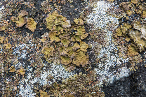 Rock Tripe Lichen Growing on Rock in Winter photo