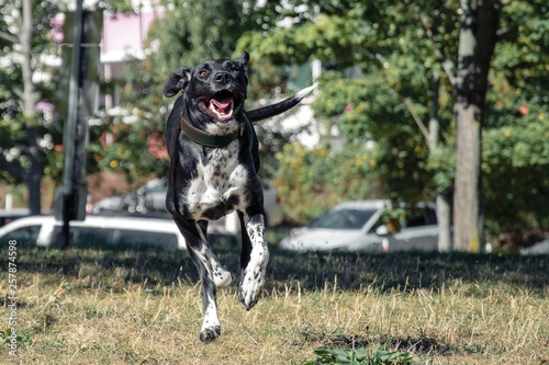 rennender Hund